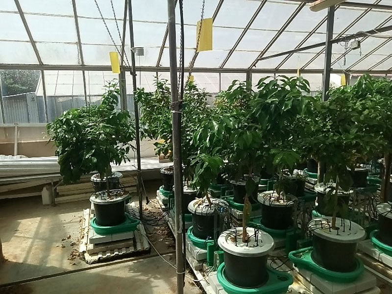 Plant-DiTech公司與希伯來大學羅伯特·史密斯農(nóng)業(yè)食品和環(huán)境學院溫室合作研究項目.jpg